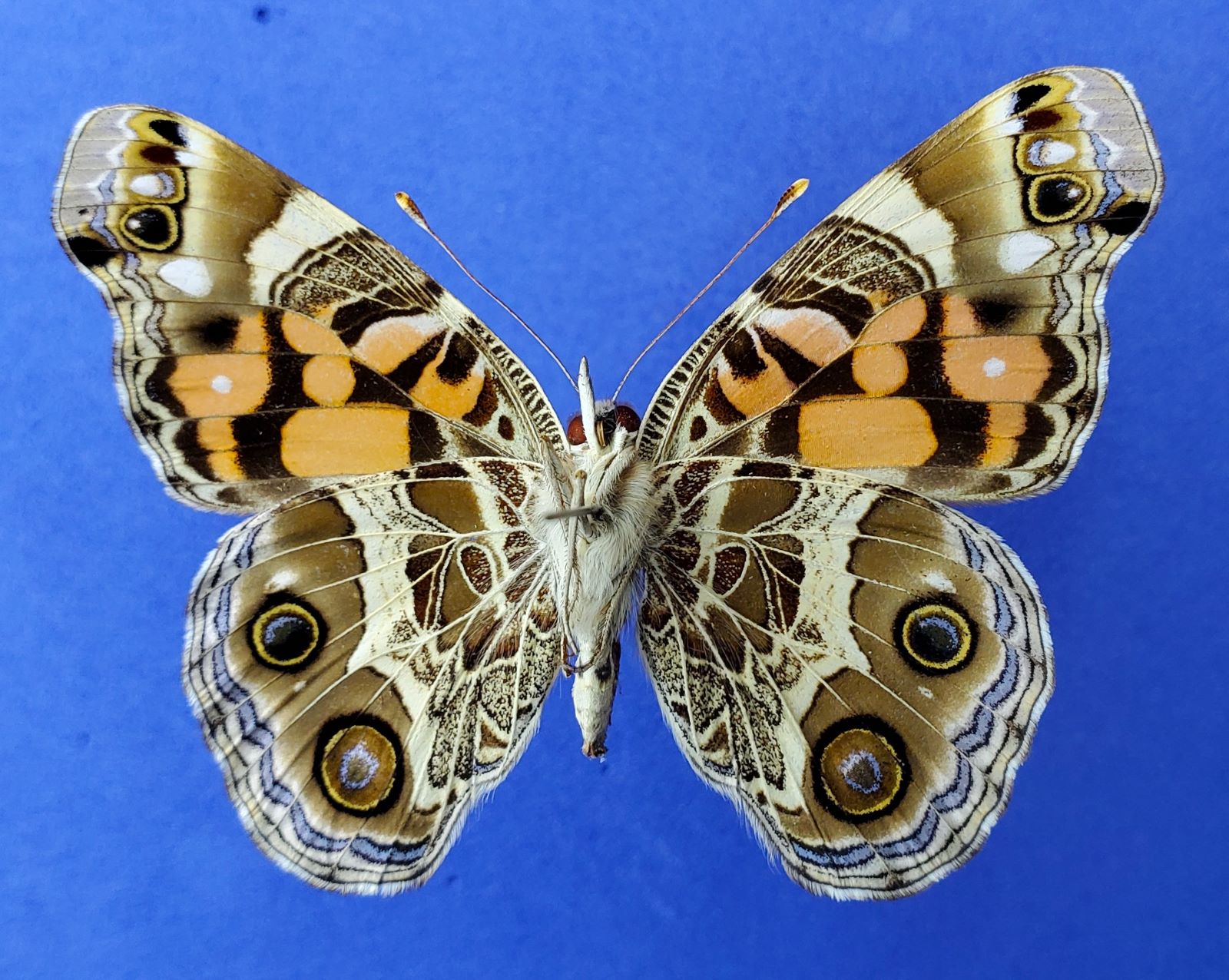 Am. Painted Lady Ventral reduced.jpg