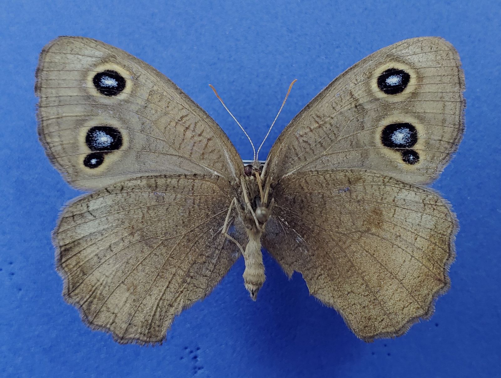 Meadow  Brown 3-spot anomaly reduced.jpg