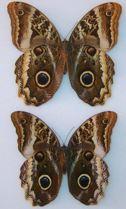 Caligo atreus.jpg
