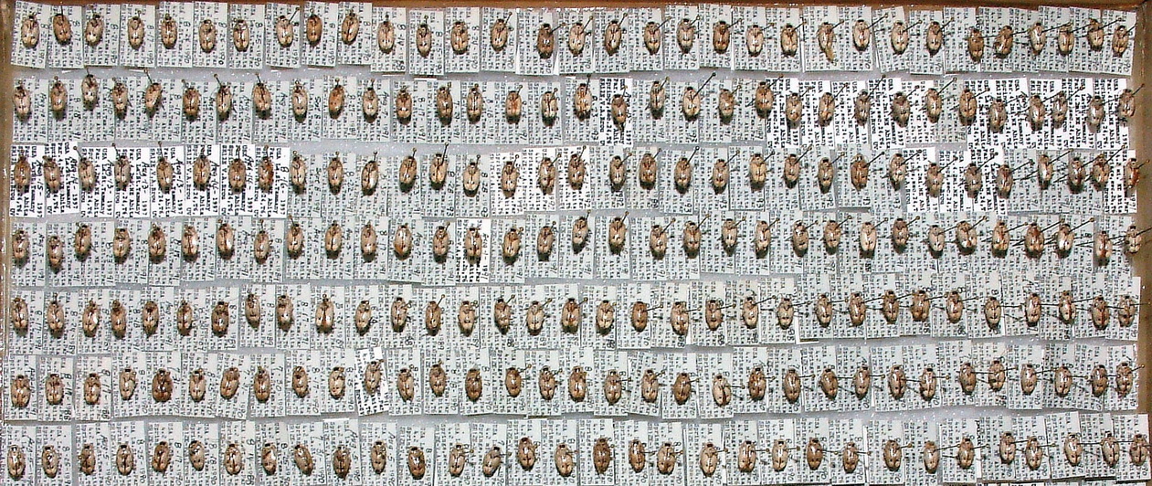 Box #21-218 coleoptera + 231 Plectoptera picta tot-449 60%.jpg