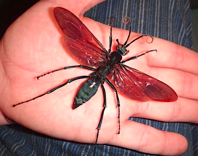 P stauderingi-100mm ws.png