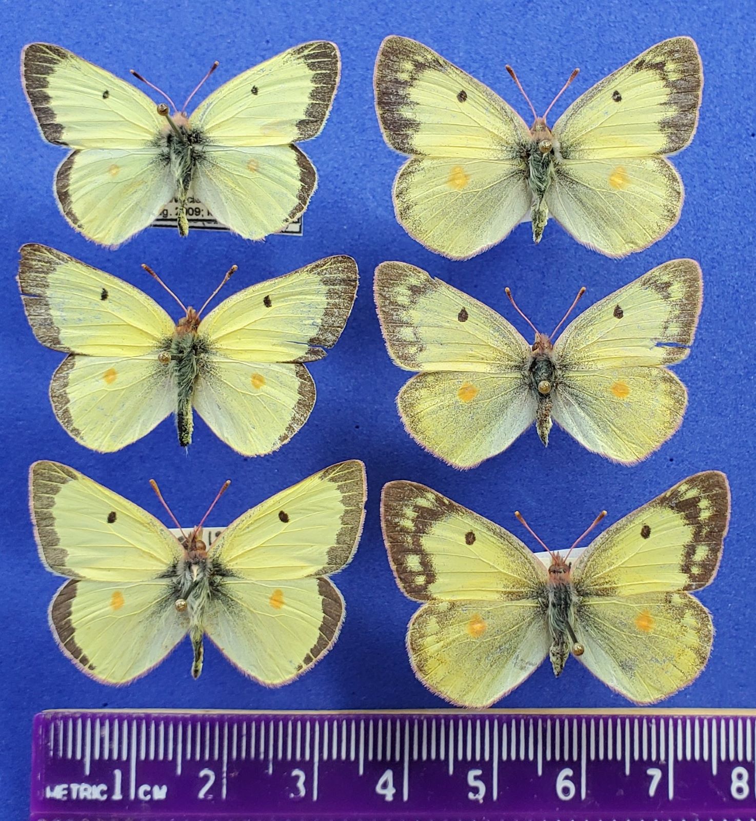 Small Common Sulfurs reduced 1.jpg