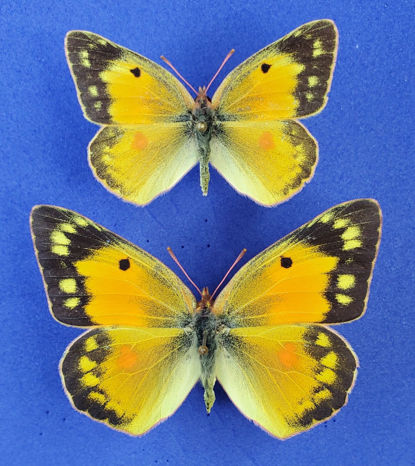 Small & Large Female Orange Sulfurs reduced 1.jpg