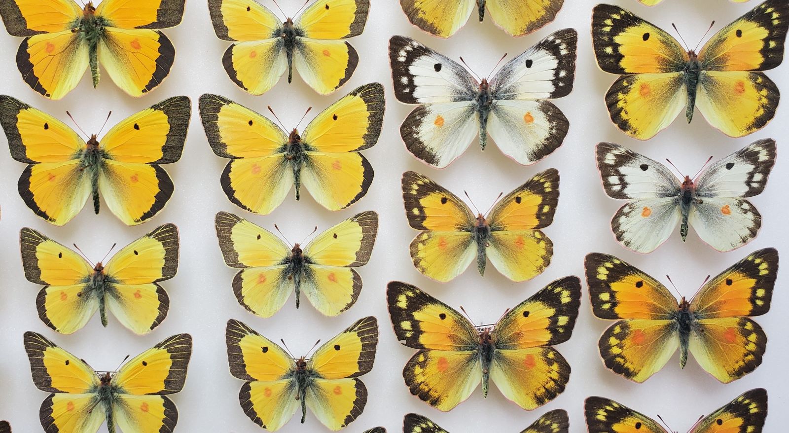 Orange Sulphur drawer reduced 1.jpg