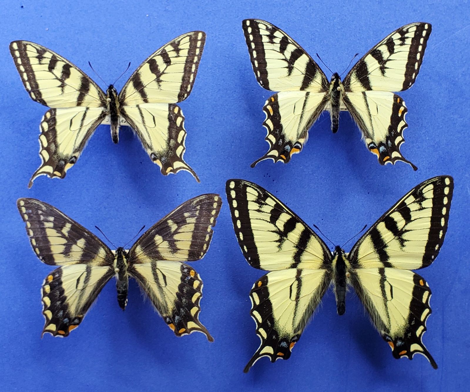 3 small & 1 Normal C. T. S-tail reduced 1.jpg
