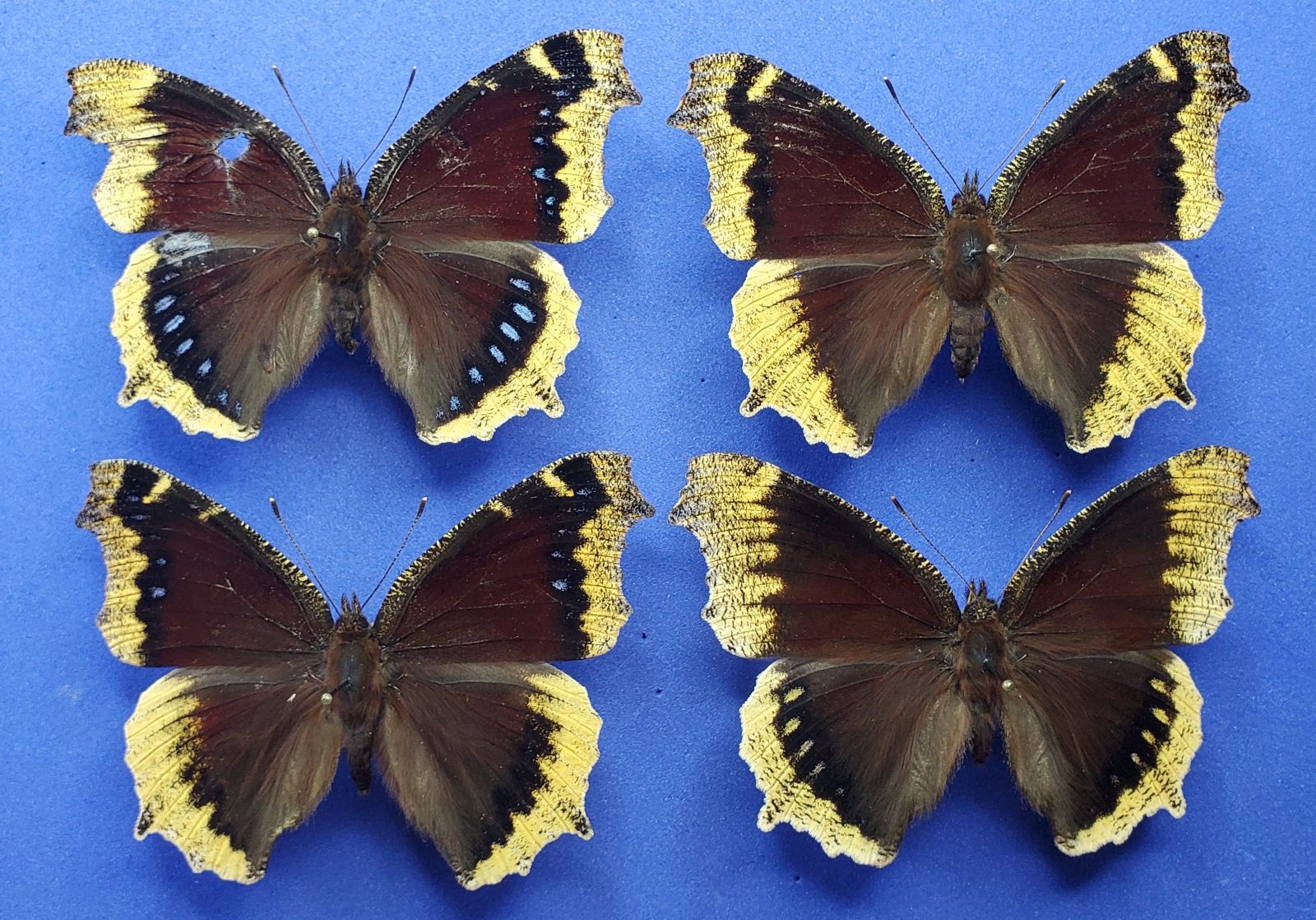 4 Mourning Cloak Abs. reduced 1.jpg