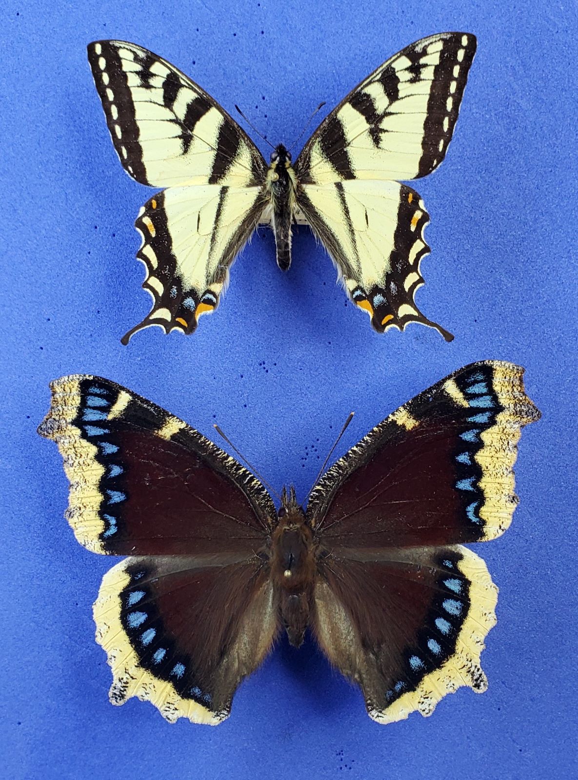 Dwarf C. T. S-tail & Big M.C. reduced 1.jpg