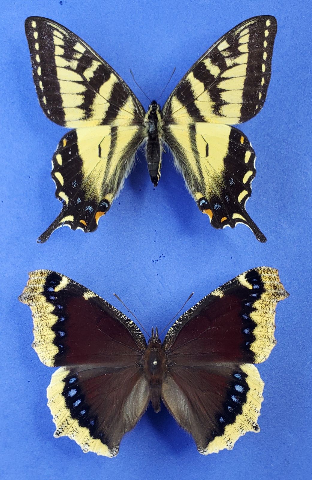 Normal C. T.  S.-tail & Big M.C. 1.jpg