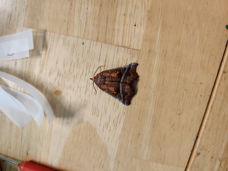 Herald moth.jpg