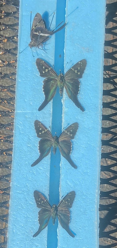 Longtails.jpg