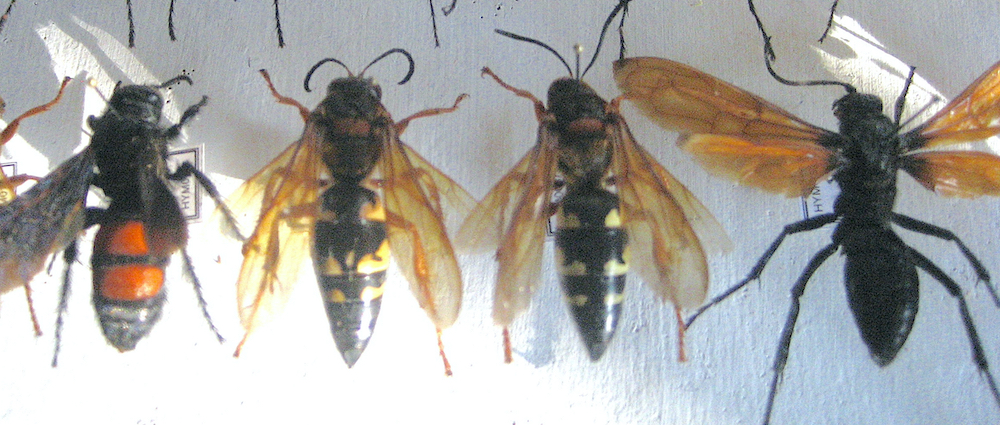 Hym4 crop small.jpg