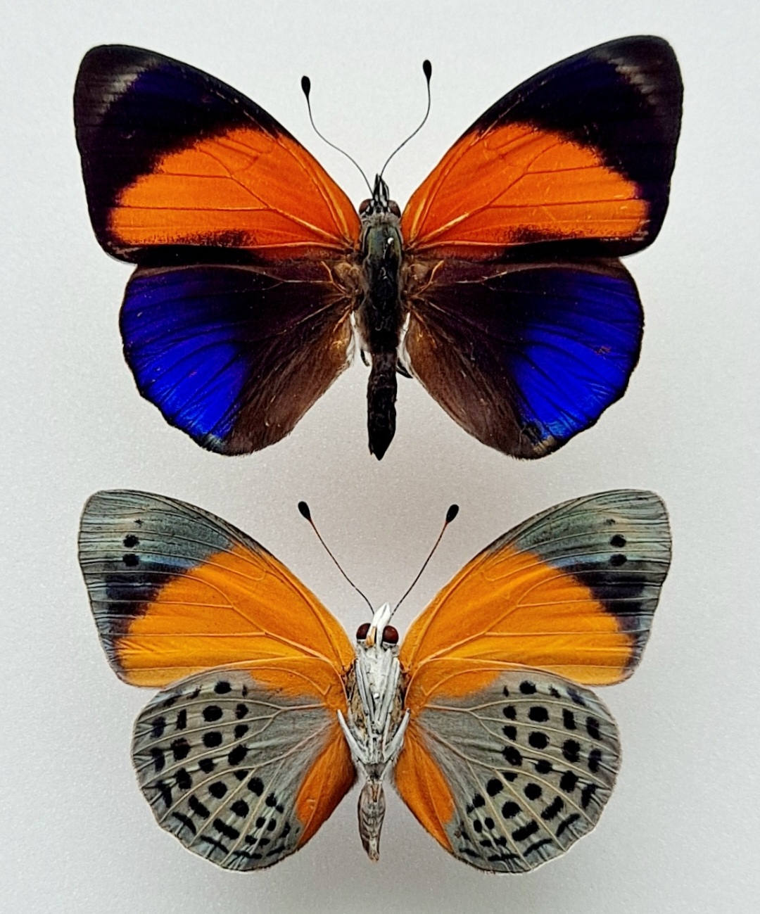 Screenshot_20220609-183500_Gallery.jpg