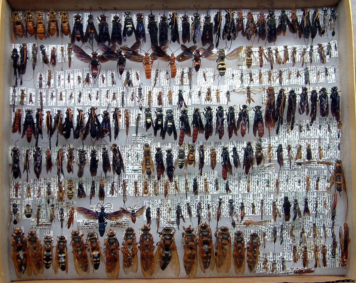 2004 B0X 38  278 hymenoptera 60%-84.jpg