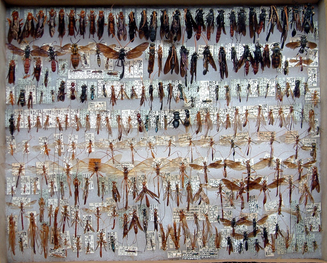 2004 B0X 54  252 hymenoptera 60%.jpg