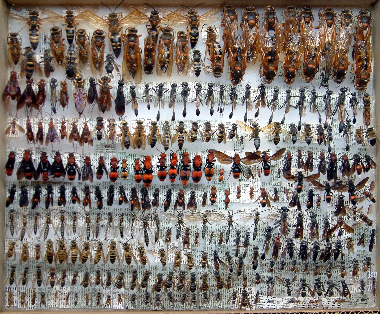 2004 B0X 55  279 hymenoptera 60%.jpg