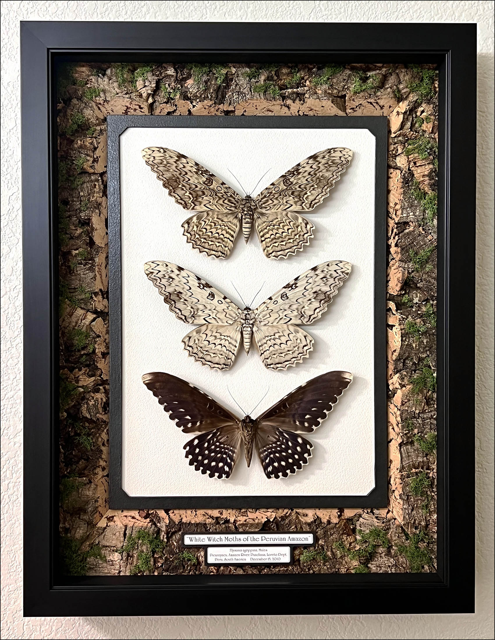 Thysania Display IN.jpg