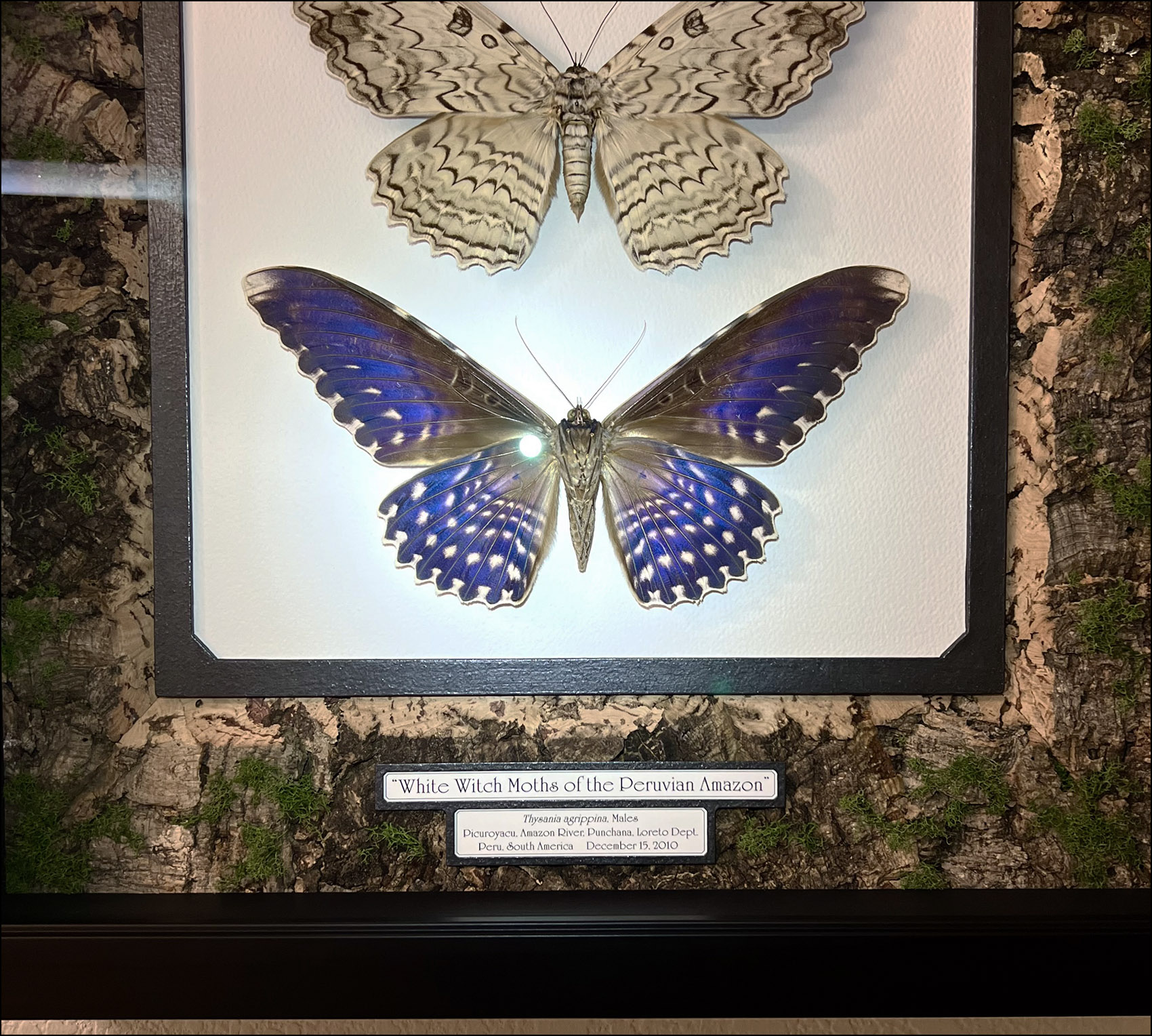 Thysania Display Purple Glow IN.jpg