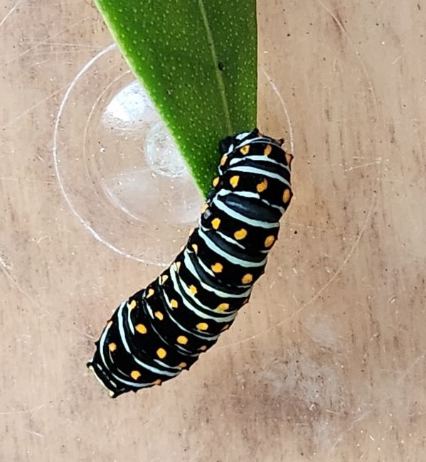 mystery Papilio October 22.jpg