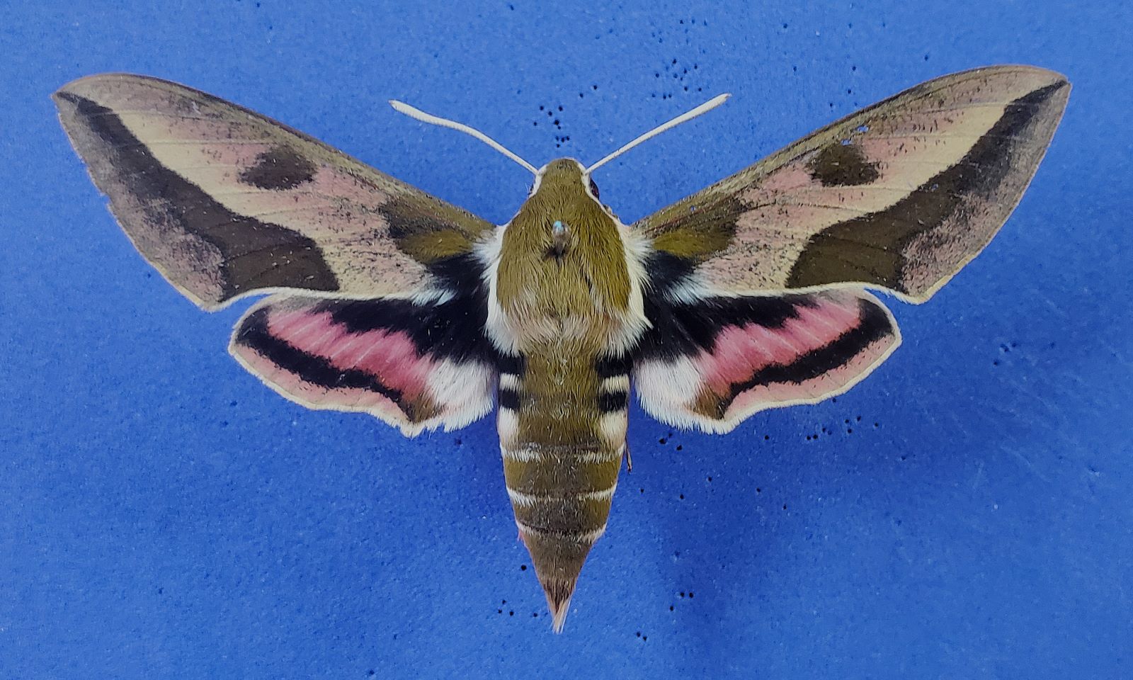 Spurge Hawkmoth, dorsal, small, 29 Aug. 2024.jpg