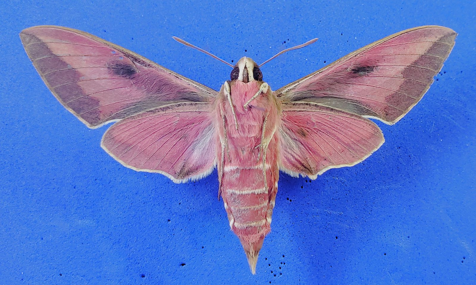 Spurge Hawkmoth, ventral, small, 29 Aug. 2024.jpg