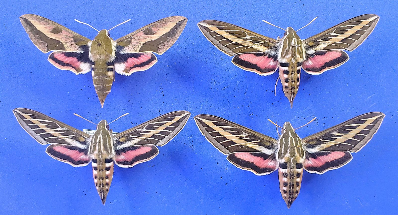 1 H. euphorbiae, 3 H. lineata, Aug.-Sept. 202, small4.jpg