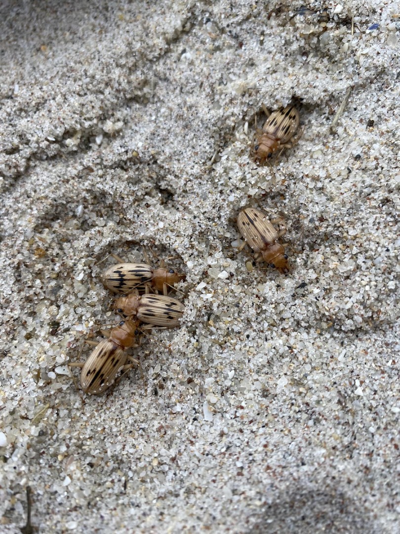 nebria-complanata-groix.jpg