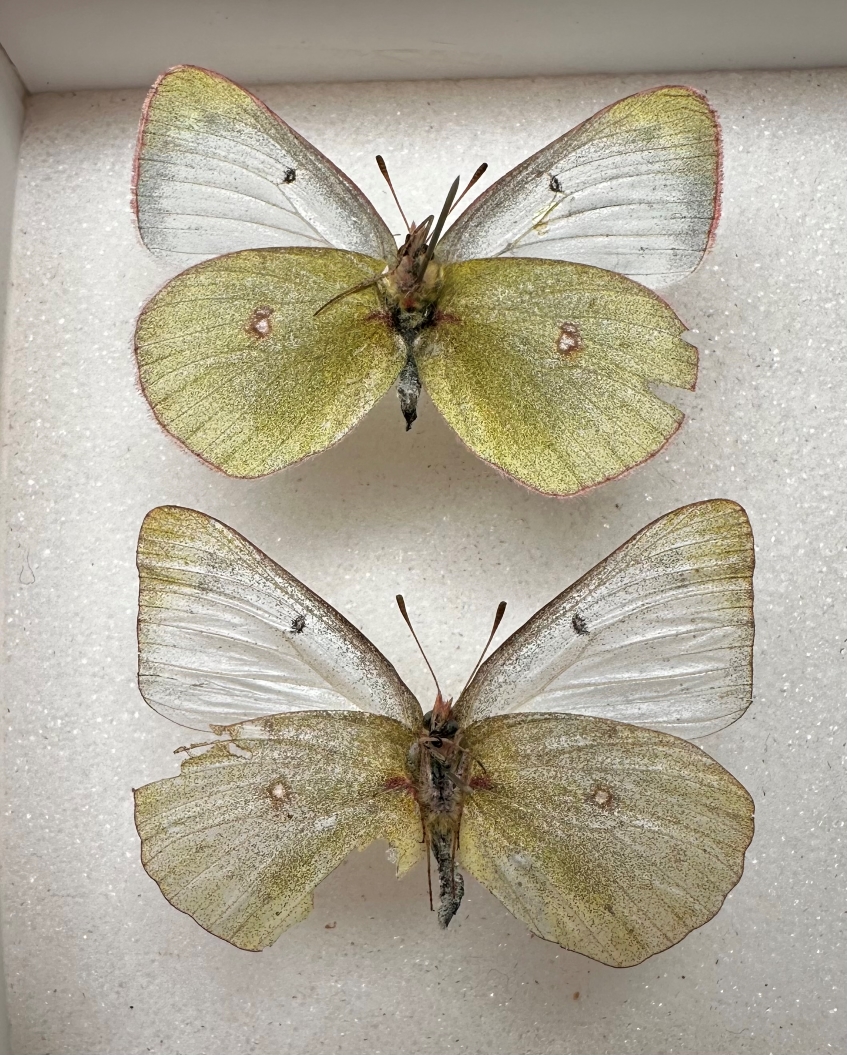 gigantea female ventral s.jpg