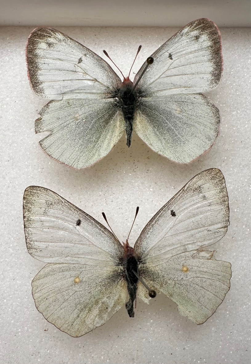 gigantea females s.jpg