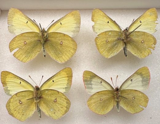 philodice vitabunda ventral s.jpg