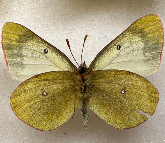 vitabunda question ventral ss.jpg