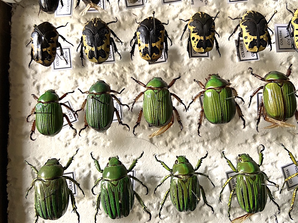 Chrysina lecontei, gloriosa.jpg