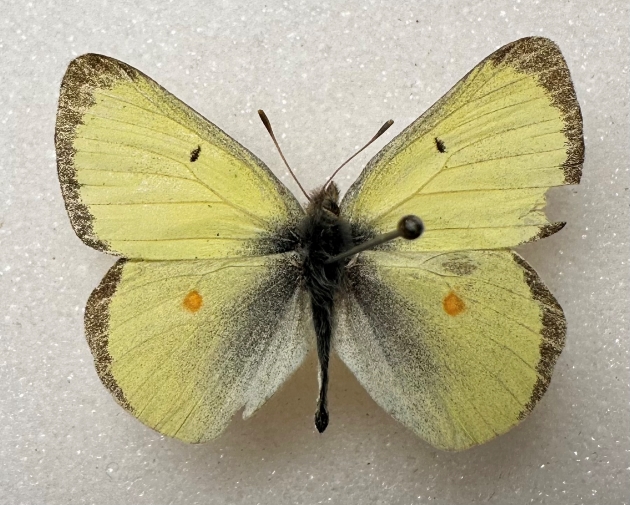 gigantea male s.jpg
