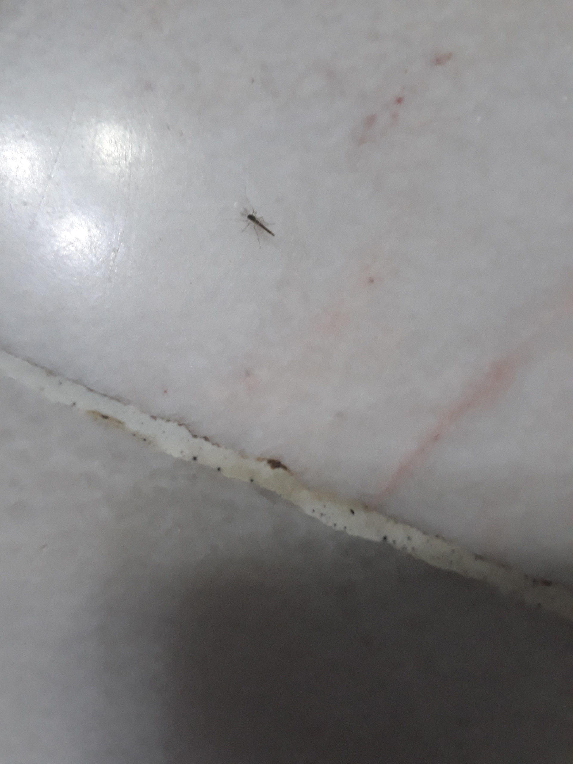 Insect.jpg