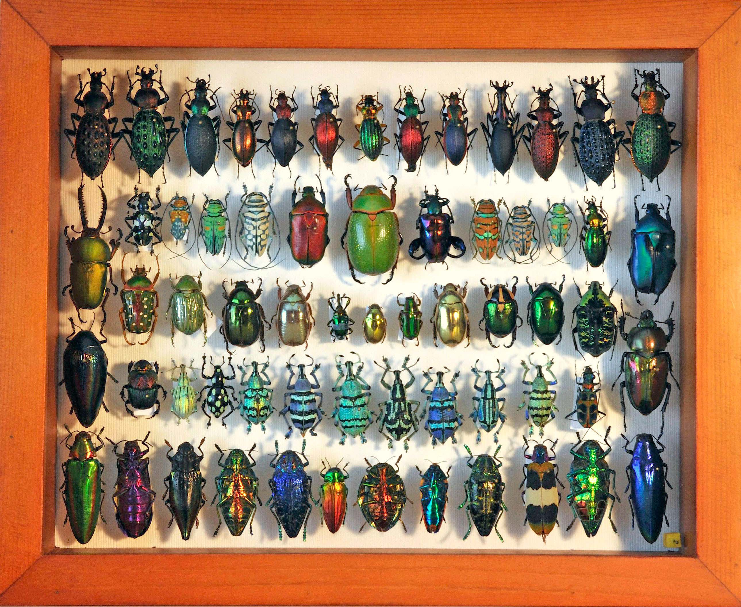 Chrtistmas bugs IN.jpg