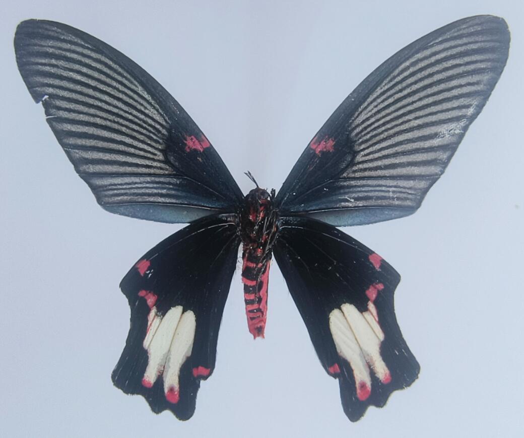 Epicopeia polydora-uns.jpg