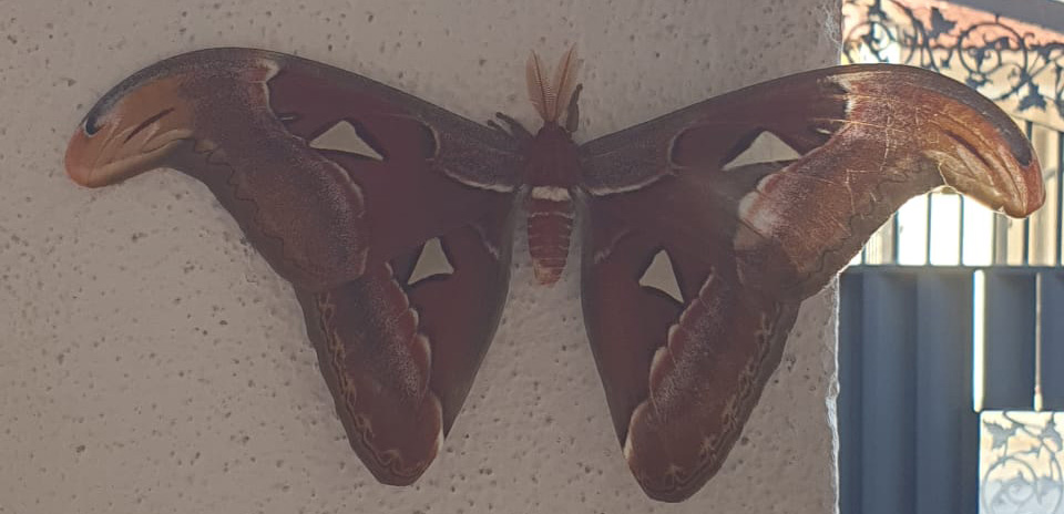 Big moth.jpg