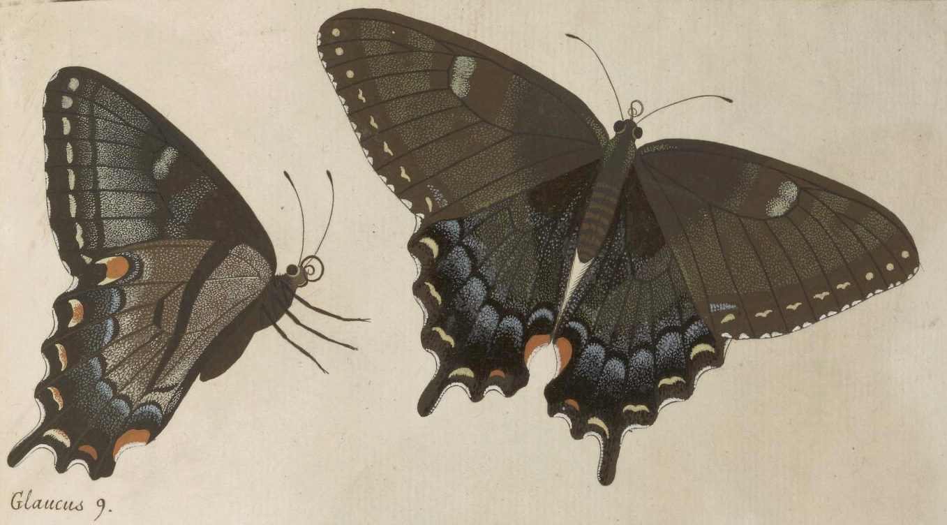 glaucus Clerck.jpg