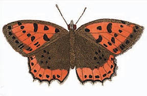 hyllus Cramer1.jpg