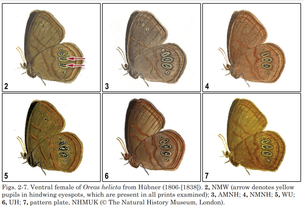 helicta figures.jpg