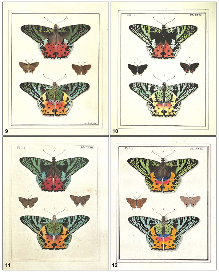 Drury.Plate 23.jpg