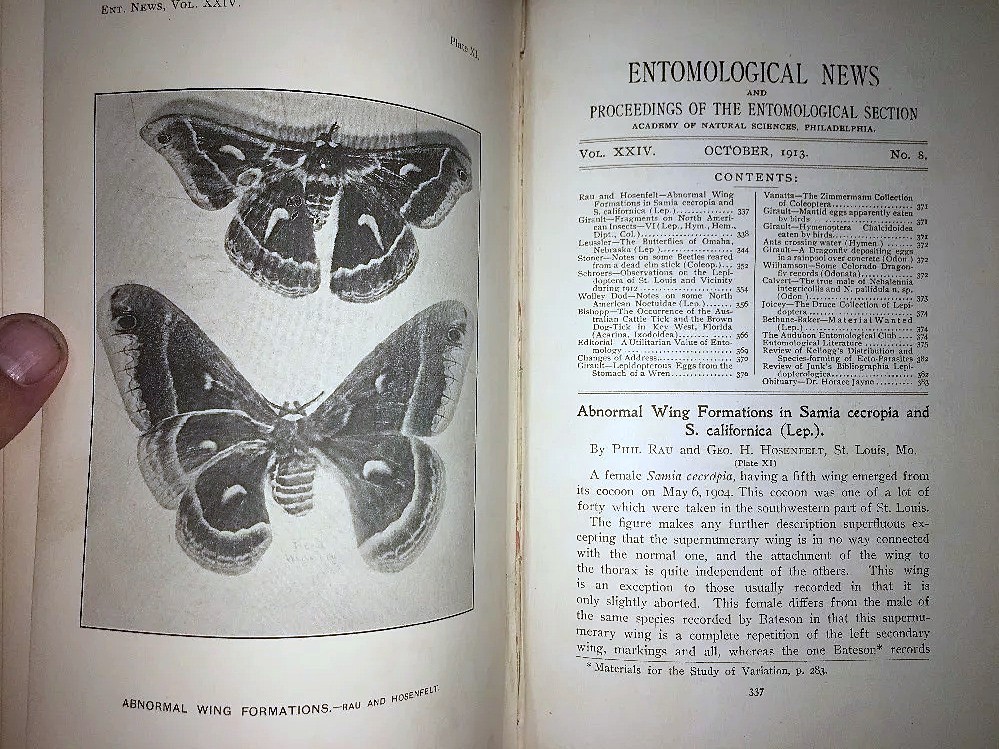 Aberrant Cecropia moth with 5 wings... 1913 book.jpg
