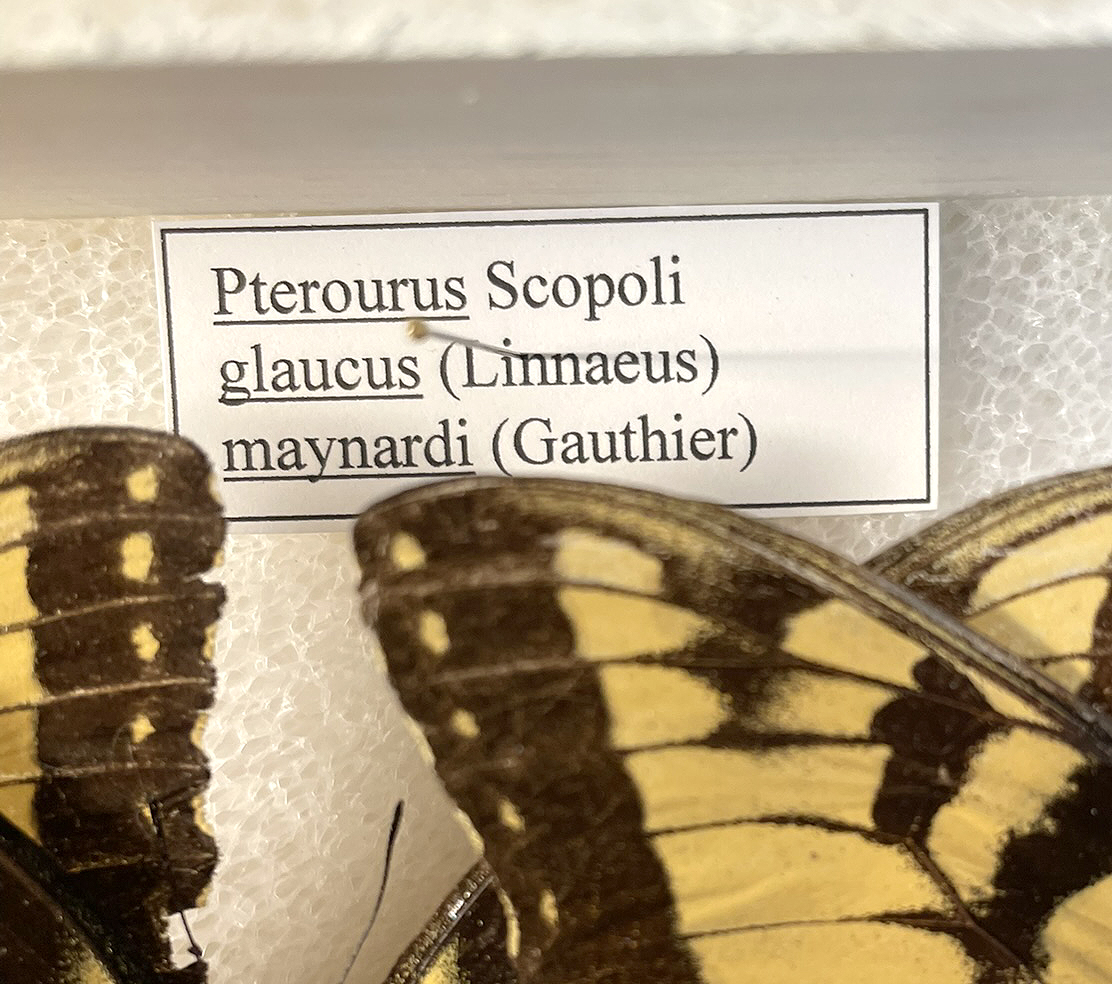 drawer label.JPEG