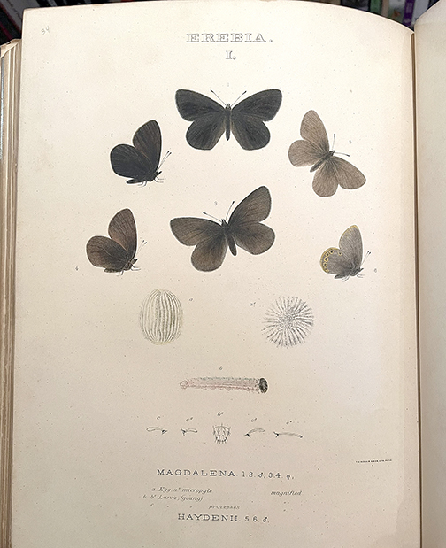 Edwards plate.jpg