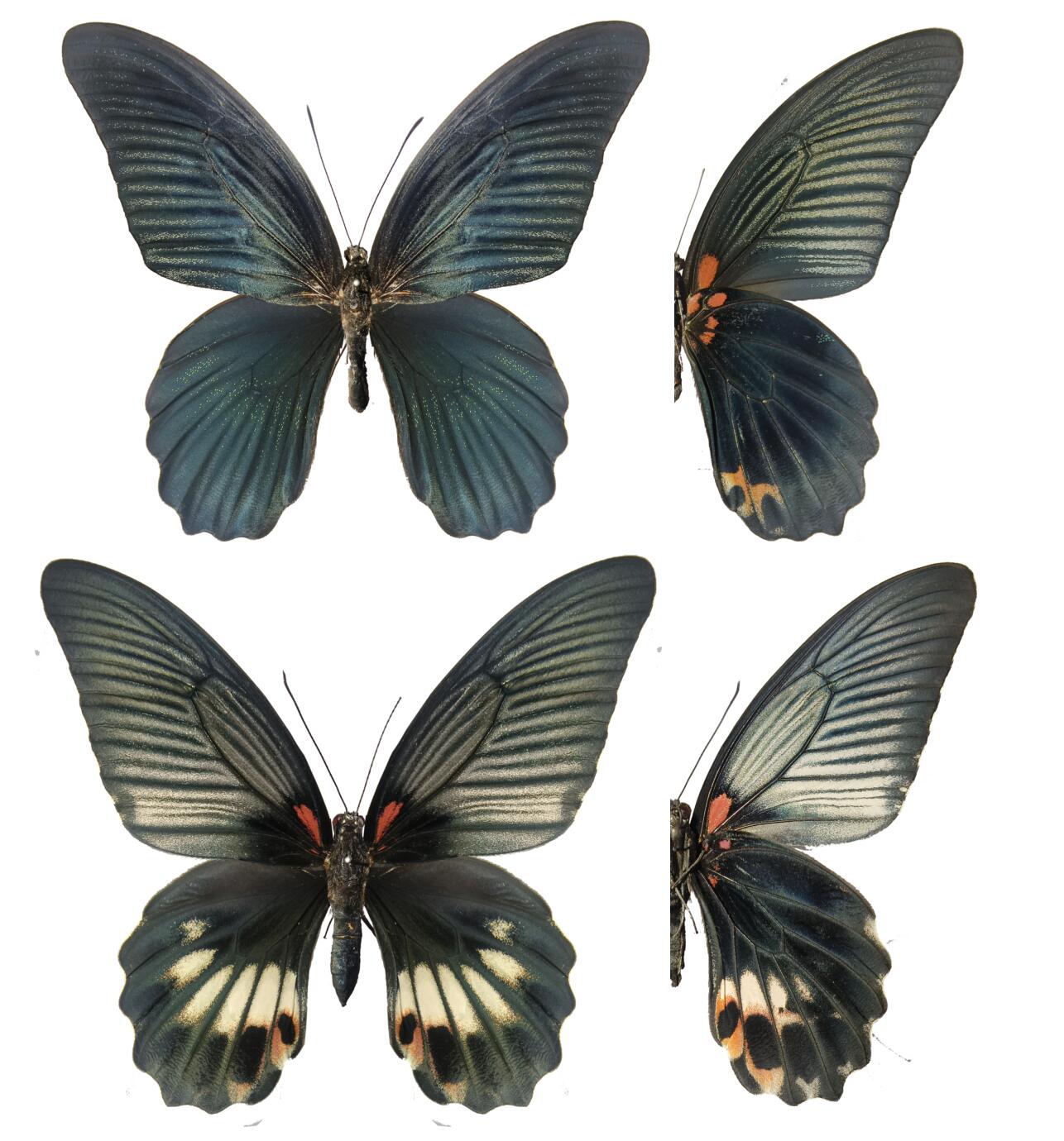 Papilio agenor from Japan.jpg