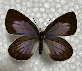 IMG_3352.jpg