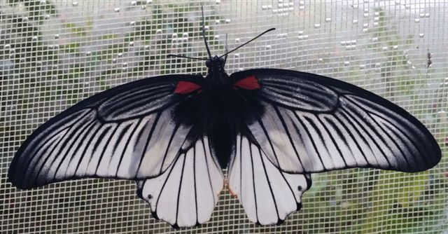 spotless super white agenor.jpg