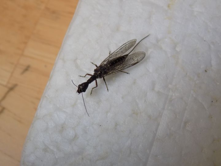 Snake fly '25.JPG