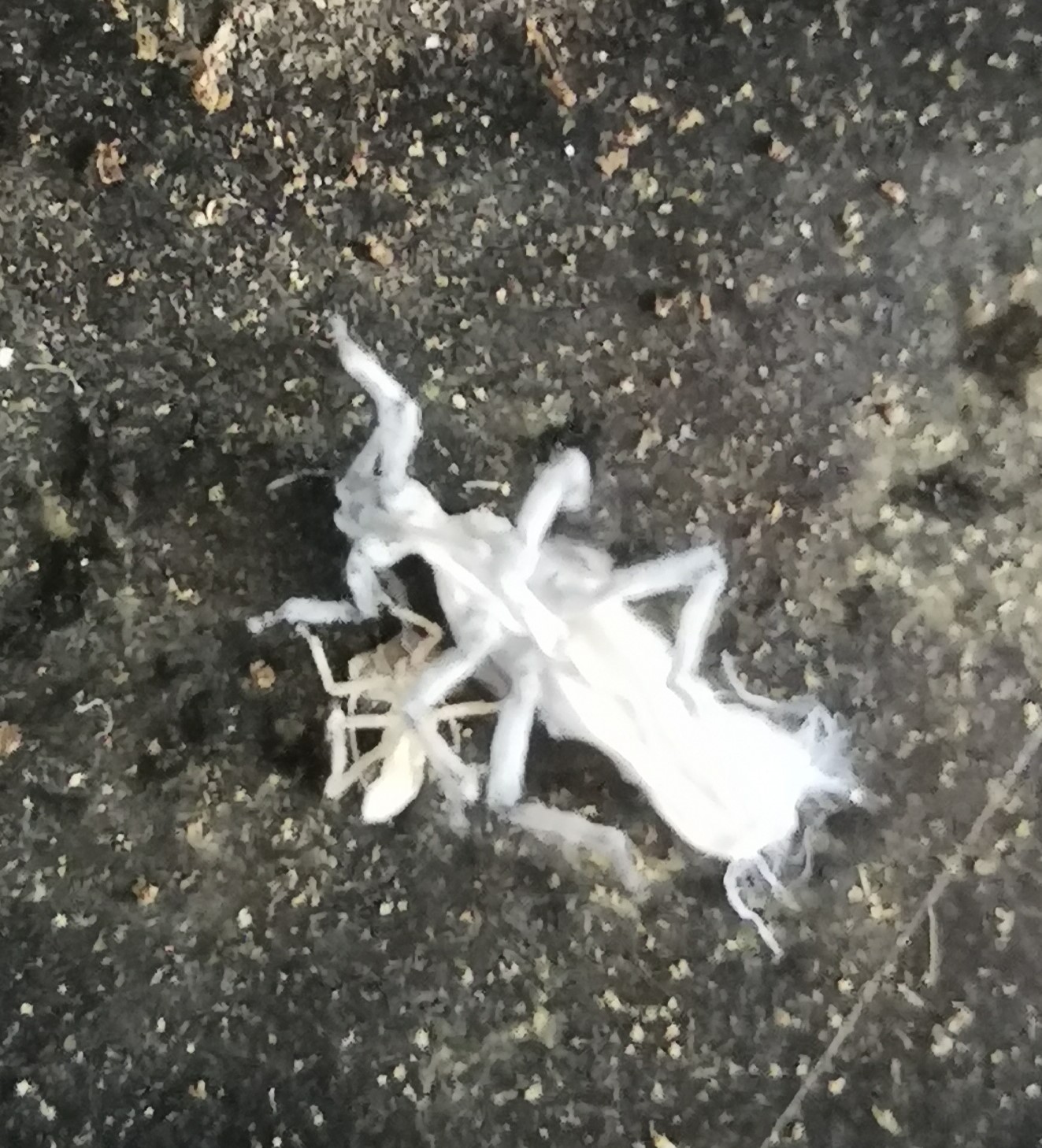 White &quot;insect&quot;