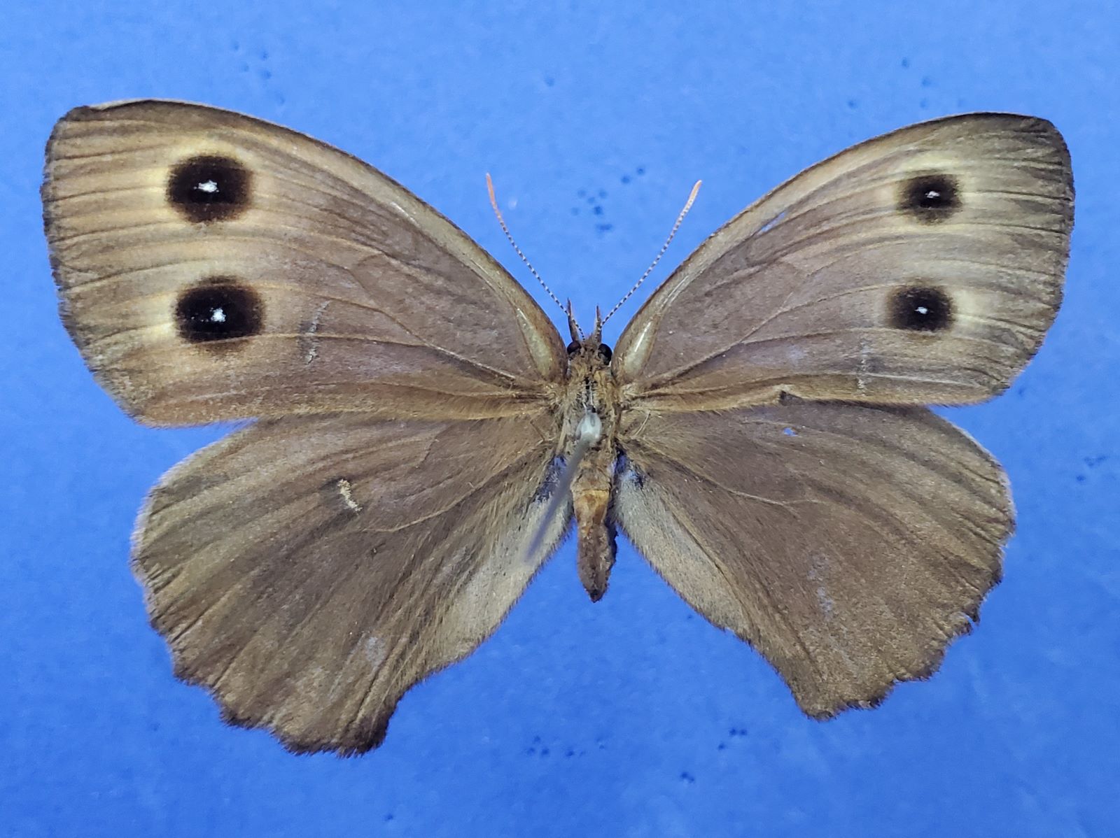 Common Wood Nymph Lopsided reduced 1.jpg