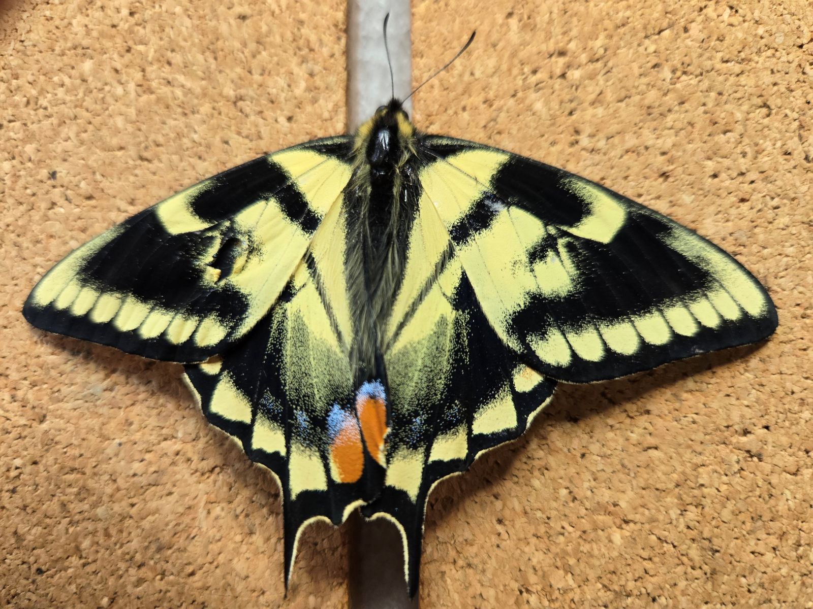 Ab. Tiger S-tail 30 May 2025 - III.jpg